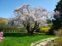 Yoshino Cherry 2